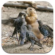 Funny Backgrounds for Retina Display 640X960, gratis por tiempo limitado
